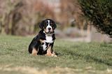 GRAND BOUVIER SUISSE 053